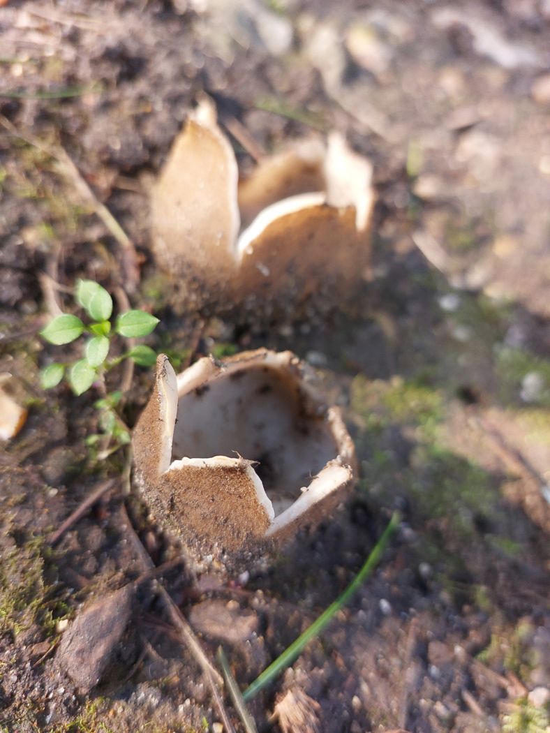 Photo © Jesper Launder Geopora sumneriana by Jesper Launder